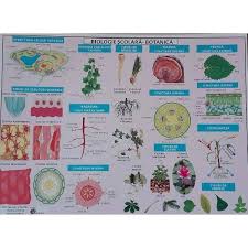 Plansa Biologie Scolara Botanica Emag Ro