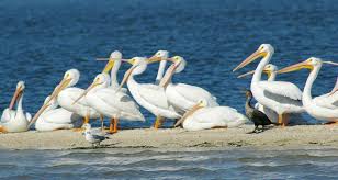 White Pelicans Hanging Out On A Sandbar In The Indian River Lagoon Indian River Lagoon Melbourne Florida Vero Beach Fl