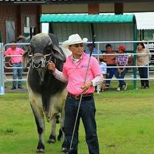 Jun 04, 2021 · ทว่า กรมปศุสัตว์ยังไม่ยอมรับความจริง แต่กลับแจ้งว่าเป็นโรคระบบทางเดินหายใจและระบบสืบพันธุ์ (prrs) ส่งผลกระทบทั้งระบบกว่าแสนล้านบาท เมื่อคน. Ch à¸Š à¸§ à¸—à¸¢ à¸Ÿà¸²à¸£ à¸¡à¸šà¸£à¸²à¸« à¸¡ à¸™à¸Š à¸¢à¸  à¸¡ Posts Facebook