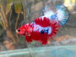 Fwbettashmp1440316726 Male Red Hellboy Line Koi Betta Betta Fish Siamese Fighting Fish