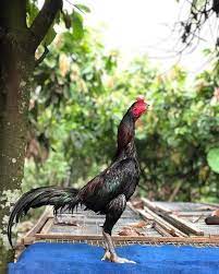 Arah sebuah kandang yang baik yaitu mengarah ke barat atau timur, agar ayam yang ada didalamnya dapat terkena sinar matahari secara langsung. 4 Jenis Ayam Pama Iq Original Mangon Mathai Gostan Makhoy