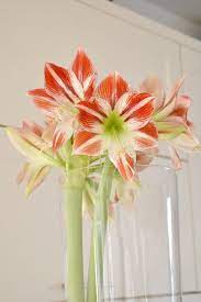 How To Get An Amaryllis To Flower Again Amaryllis Amaryllis Flowers Amaryllis Plant