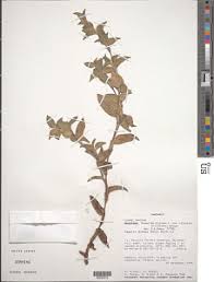 Image result for Kotschya africana