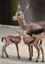 all in the family animals wild african animals baby animals