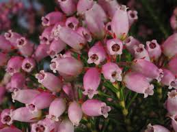 Image result for Erica pleiotricha