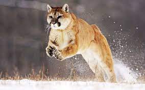 Maybe you would like to learn more about one of these? Mountain Lion Jumping Hd Wallpaper Wallpaper Flare