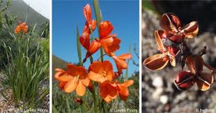 Image result for Grona setigera