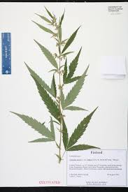 Image result for Cannabis sativa