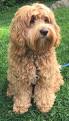 Cockapoo Dog Breed Information and Pictures