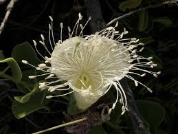 Image result for Capparis fascicularis