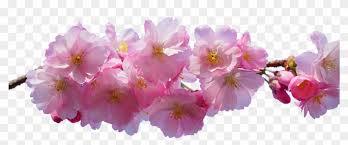We have a massive amount of hd images that will make your computer or smartphone look absolutely fresh. Flowers With Transparent Background Free Download Cherry Blossom Transparent Background Free Transparent Png Clipart Images Download