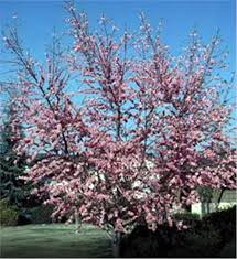 This should be strived for whether planting in straight rows or on a contour. Elberta Peach Tree On The Tree Guide At Arborday Org