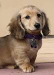 Dachshund Puppies For Sale - AKC PuppyFinder