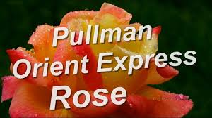 finished crafts pullman orient express rose. Pullman Orient Express Rose Youtube