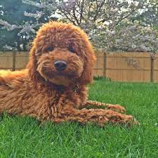 Pin By Michelle Buehring On Puppy Love Double Doodle Puppies Doodle Puppy Really Cute Puppies
