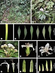 Image result for Mikaniopsis