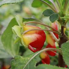 Image result for Impatiens kagamei