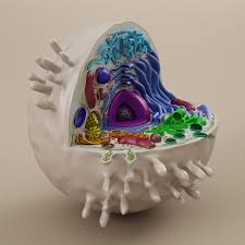 Cell Animal 3d Model Animal Cells Model Cells Project Animal Cell