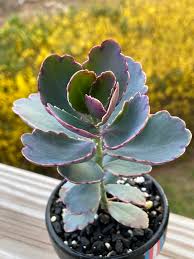Image result for Kalanchoe fedtschenkoi