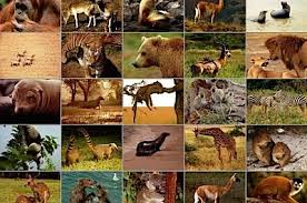 Acesta a fost recent filmat în zona munților santa. 20 Din Mamiferele Lumii Sunt Pe Cale De DispariÅ£ie