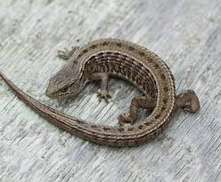 With everything from men's smoking shoes to exotic shoes for men like alligator print shoes for men, we have a style for. Pin By Lakmi Rho On Amphibians And Reptiles Reptiles Amphibians Burke Museum Reptiles