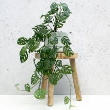 Swiss Cheese Vine Often Called Monstera Obliqua Or Monstera Adansonii Is A Beautiful Addition To Any Home H Tanaman Gantung Tanaman Dalam Rumah Ide Berkebun