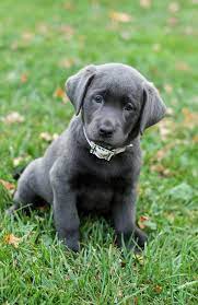 Our Beautiful Silver Lab On The Day She Came Home Labrador Retriever Silver Labrador Puppies Cute Small Dogs