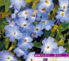 Image result for Browallia americana