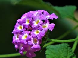 Maybe you would like to learn more about one of these? Flowers Purple White Tiny Green Garden Nature Flower Plant Close Up Pxfuel