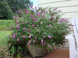 Few sights are as dramatic as numerous butterflies feeding on a butterfly bush. Photo Of The Entire Plant Of Butterfly Bush Buddleja Buzz Magenta Improved Posted By Flaflwrgrl Garden Org