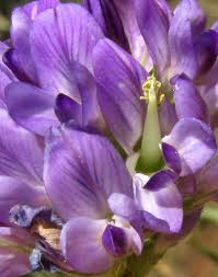 Image result for Medicago sativa