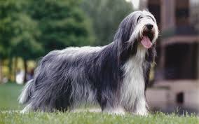 Indir Duvar Kagidi Sakalli Collie Beardie 4k Kivircik Gri Kopek Evcil Hayvan Sevimli Hayvanlar Ingiliz Kopek Ingiliz Kopek Irklari Masaustu Icin Ucretsiz Bedava Duvar Kagitlari