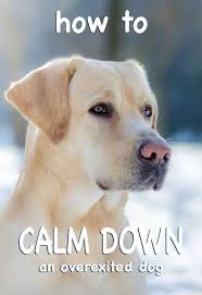 How To Calm Down A Dog Top Tips For Calm Dogs Puppy Training Dog Training Obedience Dog Training