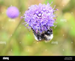 Image result for Bombus norvegicus