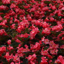 Image result for Begonia princeae
