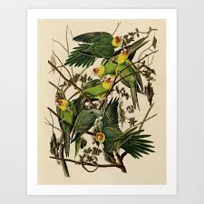 We did not find results for: Pet Portraits Vintage Parrots Prints Nr 57 64 Choose Set Of 13468912 Antique Parrots Prints Art Print Set No 073a Vintage Poster Birds Prints Art Collectibles