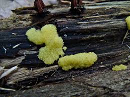 Slime mold, aka dog vomit or yellow slime, can pop up in your mulch during the hot and humid months. Yellow Insect Egg Slime Mold Stemonitis Axifera By Mothernature Redbubble