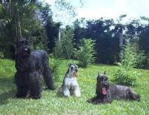 63 Competent Mini Schnauzer Size Chart