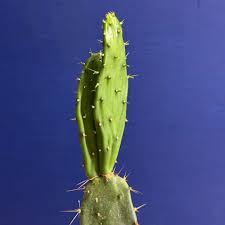 Image result for Opuntia