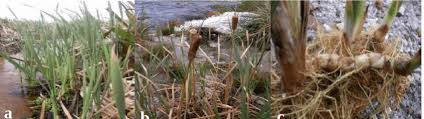 Image result for Typha capensis