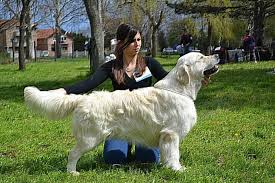 All our dogs get plenty of tlc. Irish Cream Golden Retriever English Cream Golden Retrievers