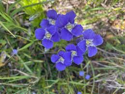 Image result for Gentianaceae