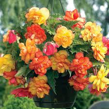 Maybe you would like to learn more about one of these? Hanging Baskets Sunnyside Nursery