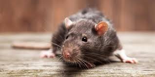 We are white pest control, the best pest control company in caldwell, id. Common Pests In Caldwell Id