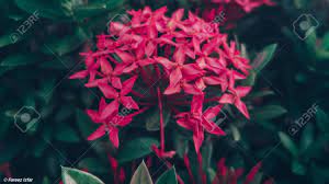 The story also explains her possesion of her own daughter and the. Bunga Harum Sundal Malam Stock Photo Picture And Royalty Free Image Image 135996887