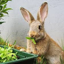 Gardening Rabbit Eating Plant In The Back Of The House In The Garden And How To Keep Rabbit From Eating Flower Rabbit Eating Animal Eating Plants Save Animals