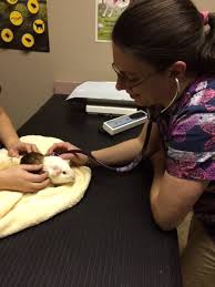 Open 7 days a week. Vet Services For Exotic Pets Windrush Vet In Brantford
