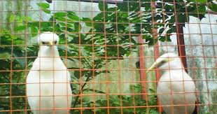 Pur racikan malau pakan burung makanan burung murai kacer cucak ijo jalak anis dll: 21 Gokil Gambar Burung Jalak Putih Jantan Dan Betina