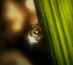 Macro Photography Tutorial How To Take Stunning Close Up Photos You Ll Love Macro Photography Abstract Macro Photography Tutorial Macro Photography