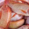Ikan nila monster, merawat ikan nila, mancing nila babon, buat hiburan dirumah, ikan nila terbesar super nila monster terbesar dlm hidup saya,bendungan sarang nila monster, mancing disini auto monster coiii.sadiss. Https Encrypted Tbn0 Gstatic Com Images Q Tbn And9gcrivycq5bjnmzttazuj5xo6ubb0asstjwomkidllqe8up0gd5cs Usqp Cau